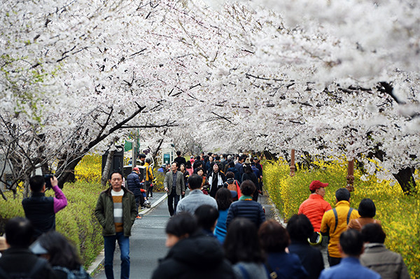 지난해 열린 '2019 동대문 봄꽃축제'를 찾은 주민들이 화사하게 피어 있는 봄꽃을 즐기고 있는 모습.