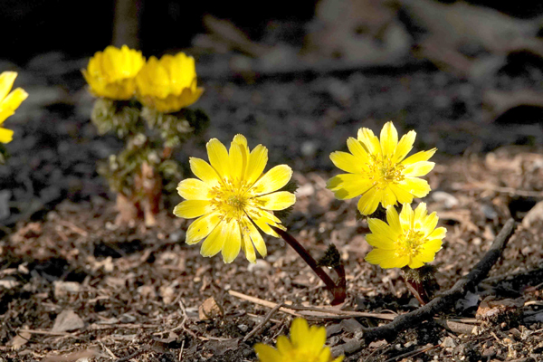 남산공원에서 볼 수 있는 봄꽃들, 개복수초