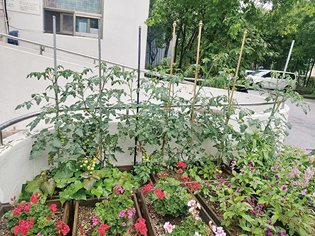 아파트 공동체 활성화 사업에 선정된 전농래미안아름숲 아파트의 꽃밭 가꾸기 사업 모습.