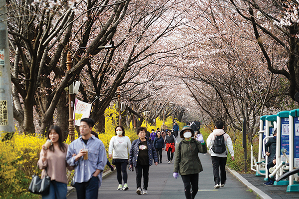 동대문구 봄꽃 축제가 펼쳐진 장안벚꽃길을 걷는 주민들 모습.