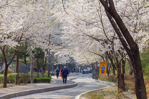 방화근린공원 벚꽃 터널