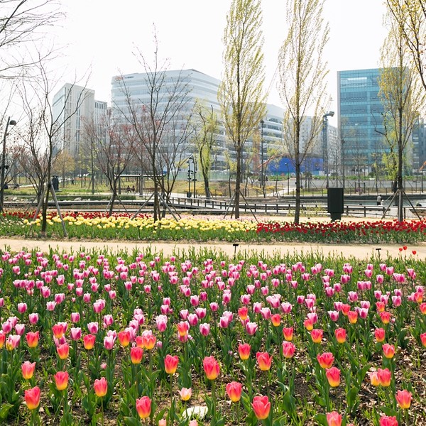 서울식물원 튤립존